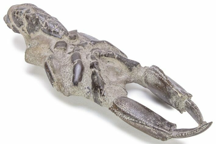 Fossil Mud Lobster (Thalassina) - Indonesia #241907